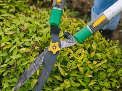 lawn care software